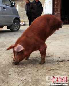 Firm and Strong Pig