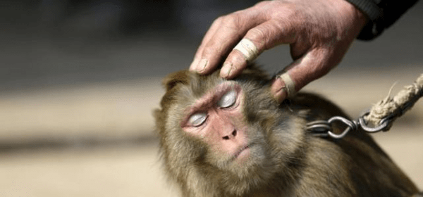 Beware Fake Monkeys Being Shared on the Internet!