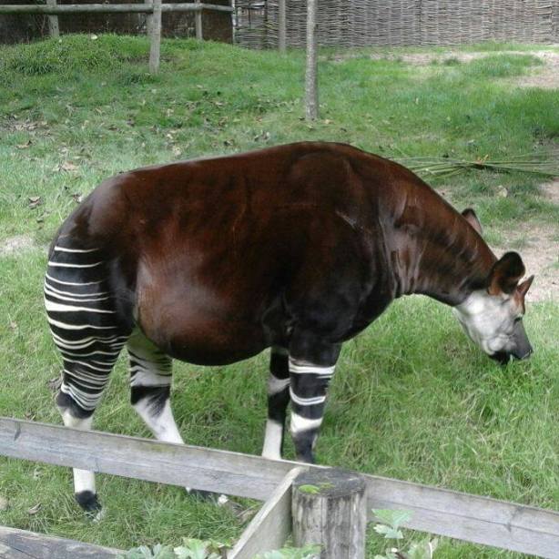 okapi