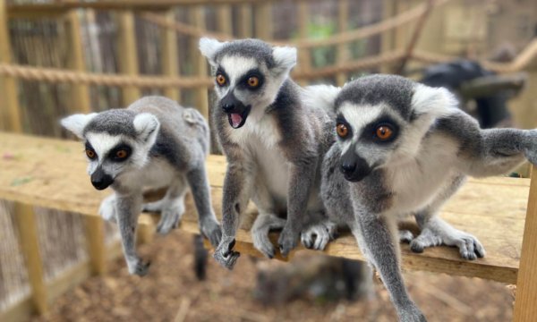 cheeky-lemurs-e1594273548937-600x360 (1)