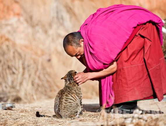 Tib-Love-a41f726719b21615ba9432