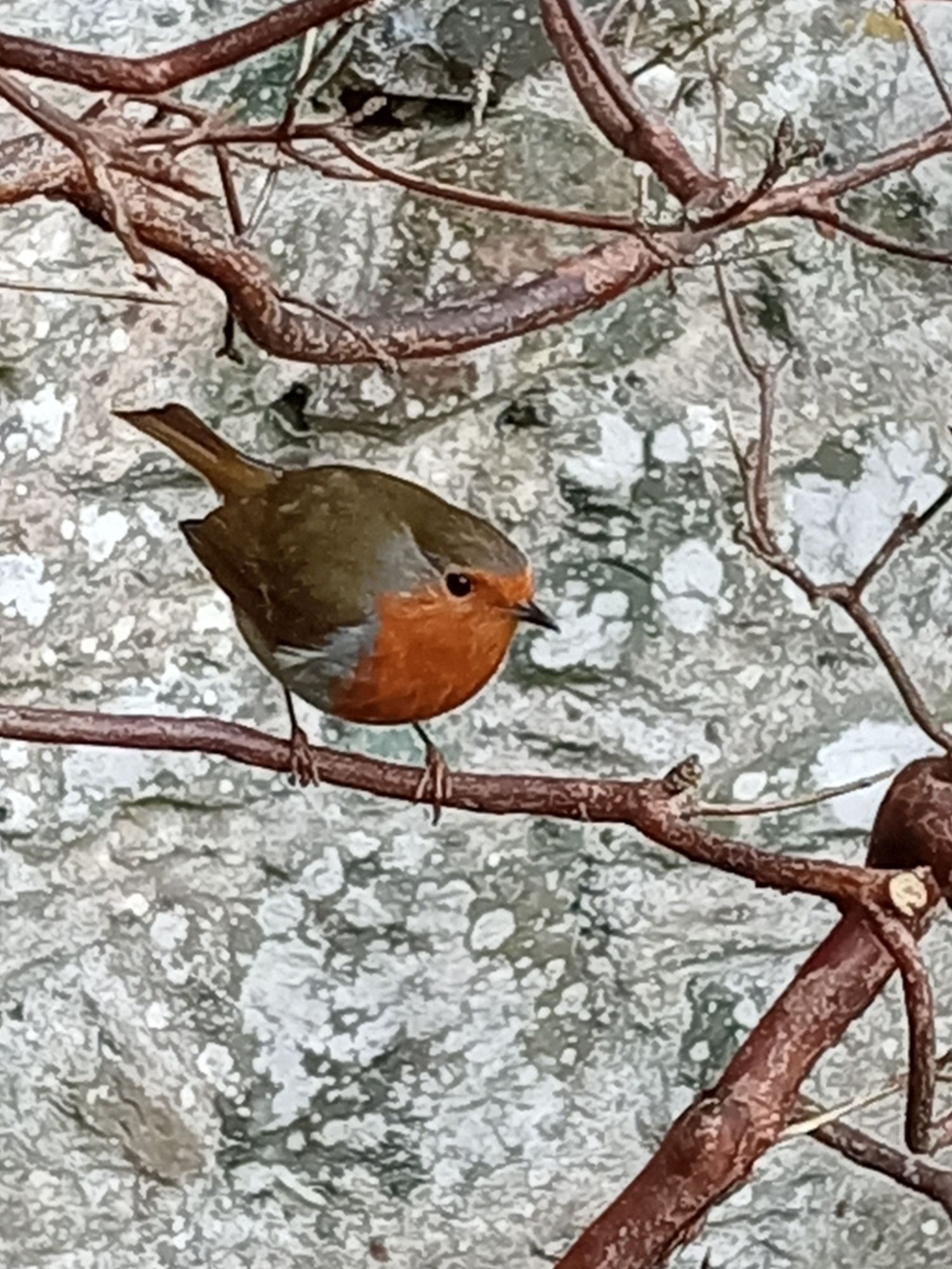 The Robin Comes To Talks!