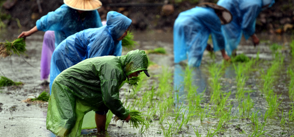 Working in the Rice Fields!