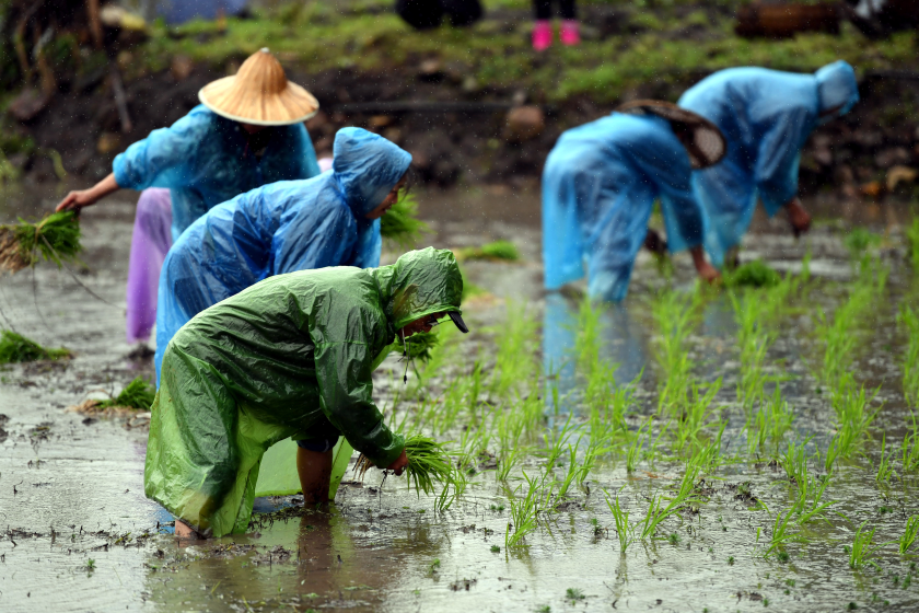Working in the Rice Fields!