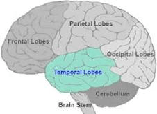 Lobes of the Human Brain!