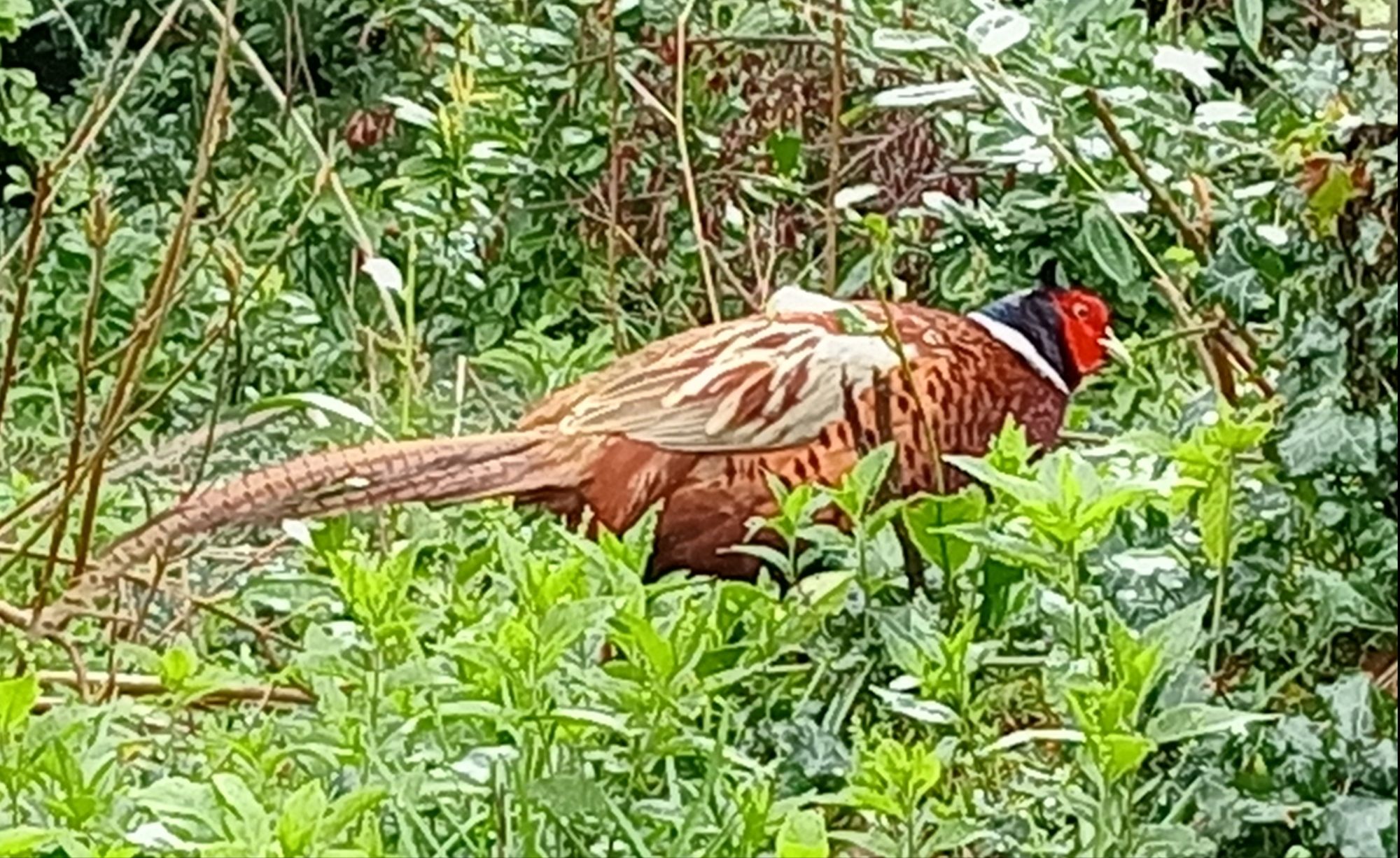 The Magnificent Grouse!