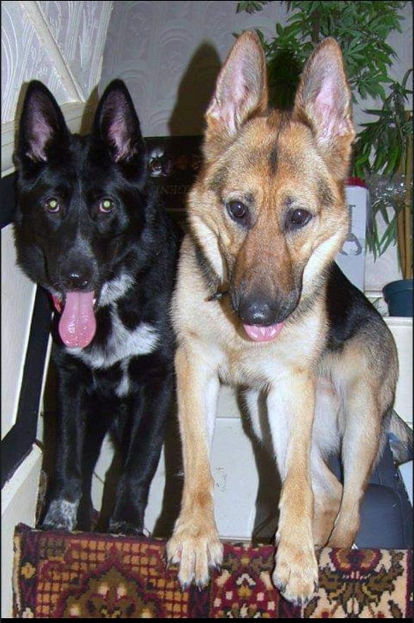 Ruby (Left) & Xena (Right) Both Around 1-Year  Old!