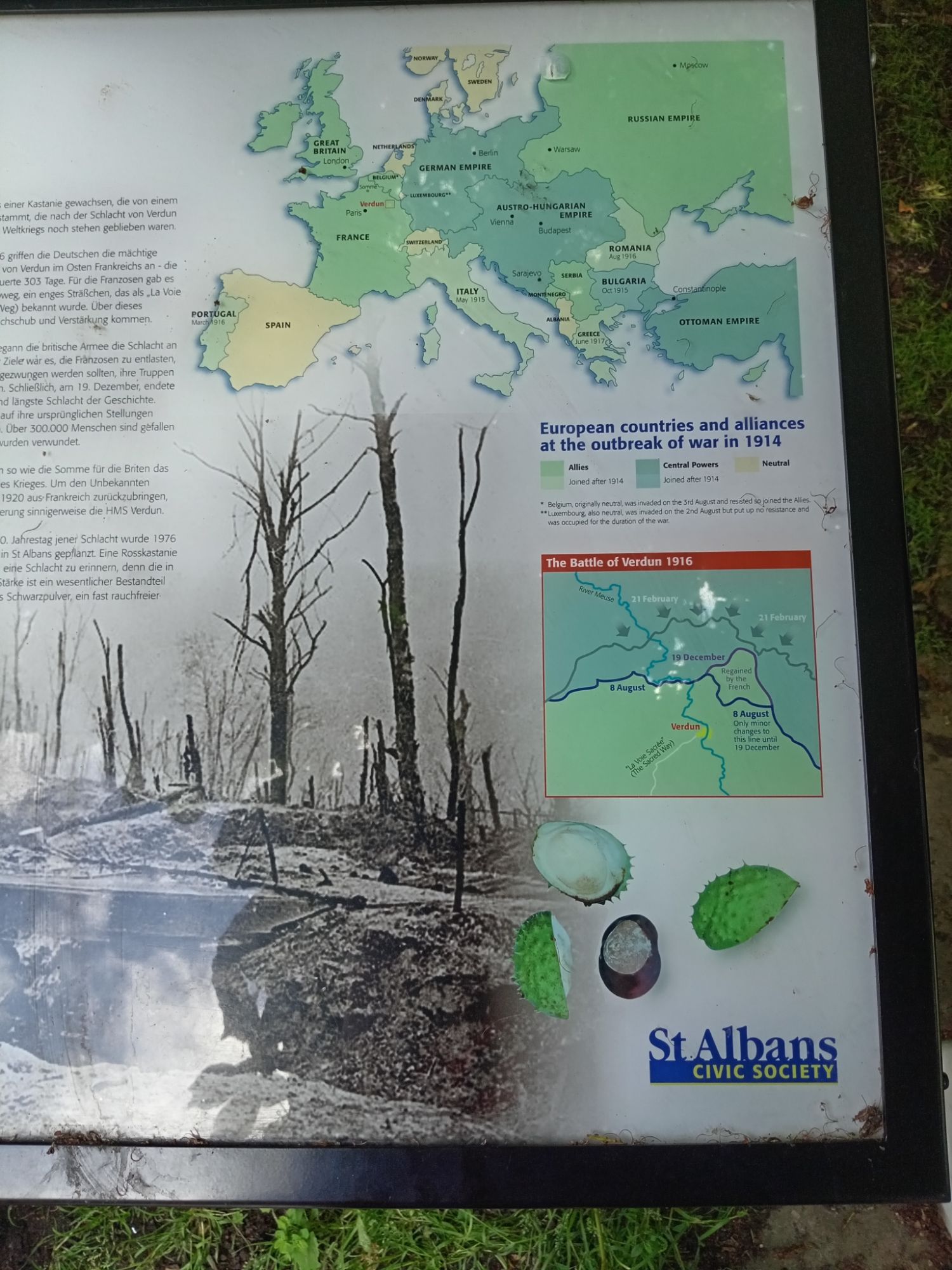 The Verdun Tree - 1916