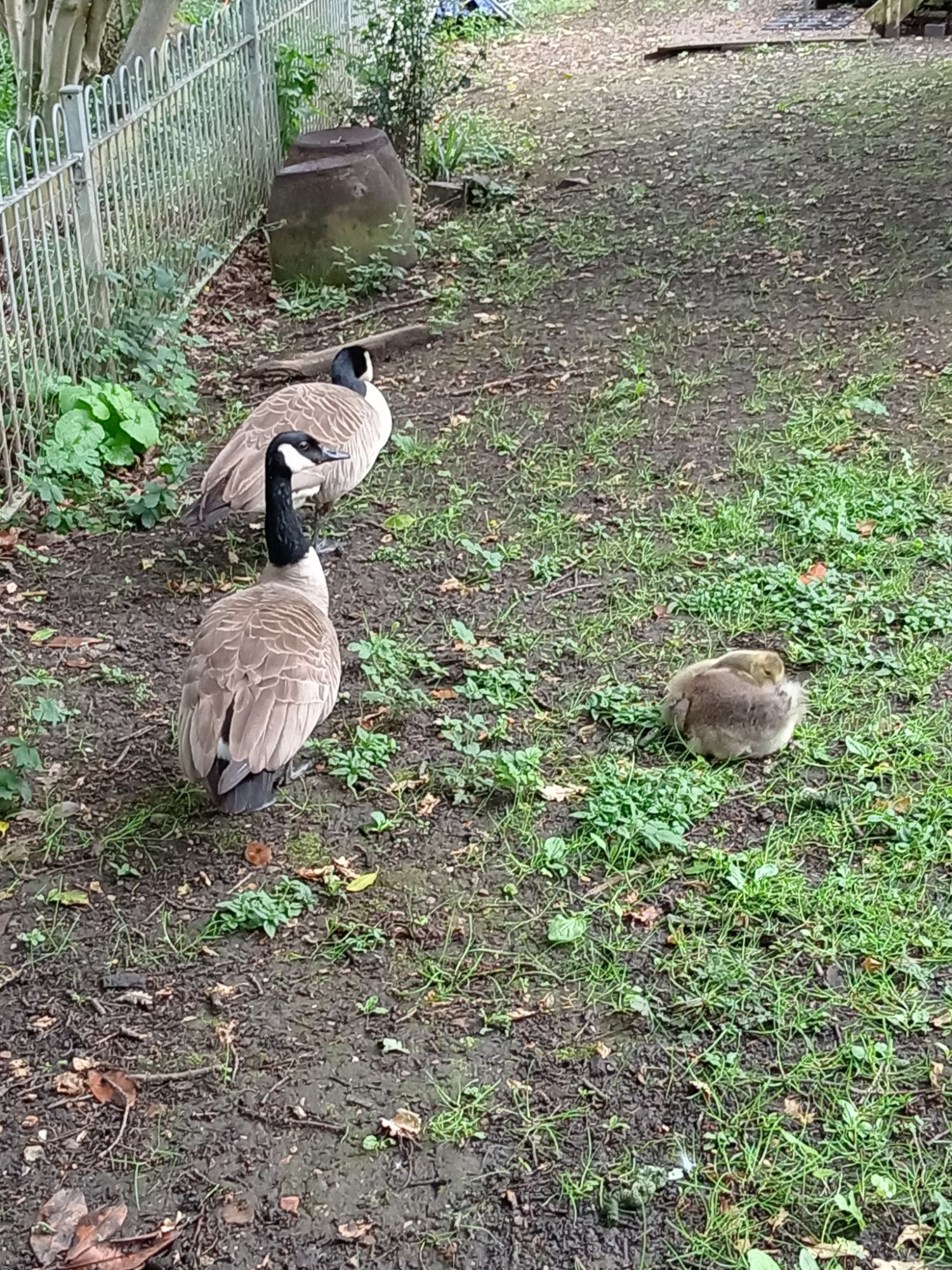 Buddhapadipa Temple - Encountering the Geese!