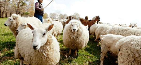 Sheep Are Generally "Apolitical"!