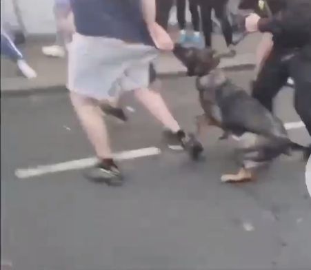 Police Dog Pain in Arse!