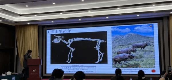Shrub Ox Evolved Outside North America!