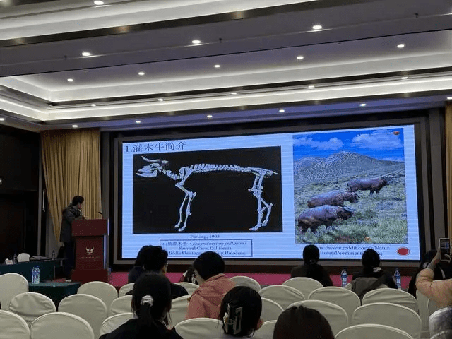 Shrub Ox Evolved Outside North America!