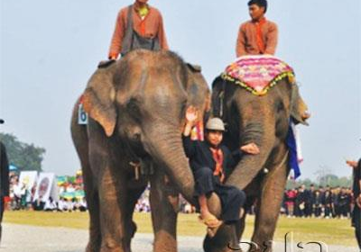 Preserving Rare Lao Elephants!