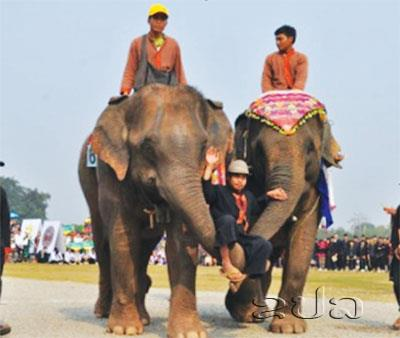 Preserving Rare Lao Elephants!
