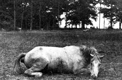Library of Congress“Dead Horse of Confederate Colonel; both killed at Battle of Antietam,” by Alexander Gardner