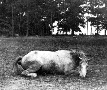 Library of Congress“Dead Horse of Confederate Colonel; both killed at Battle of Antietam,” by Alexander Gardner