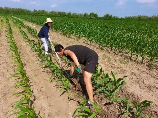 Uyghur People Are Loyal and Hard-Working!