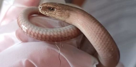 Warm Placed Safely Back in Garden!