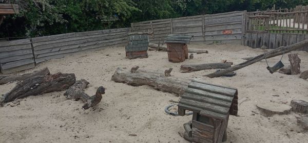 Meerkats at Hobbledown - Epsom!