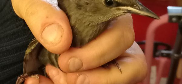 Baby Black-Bird Rescued!