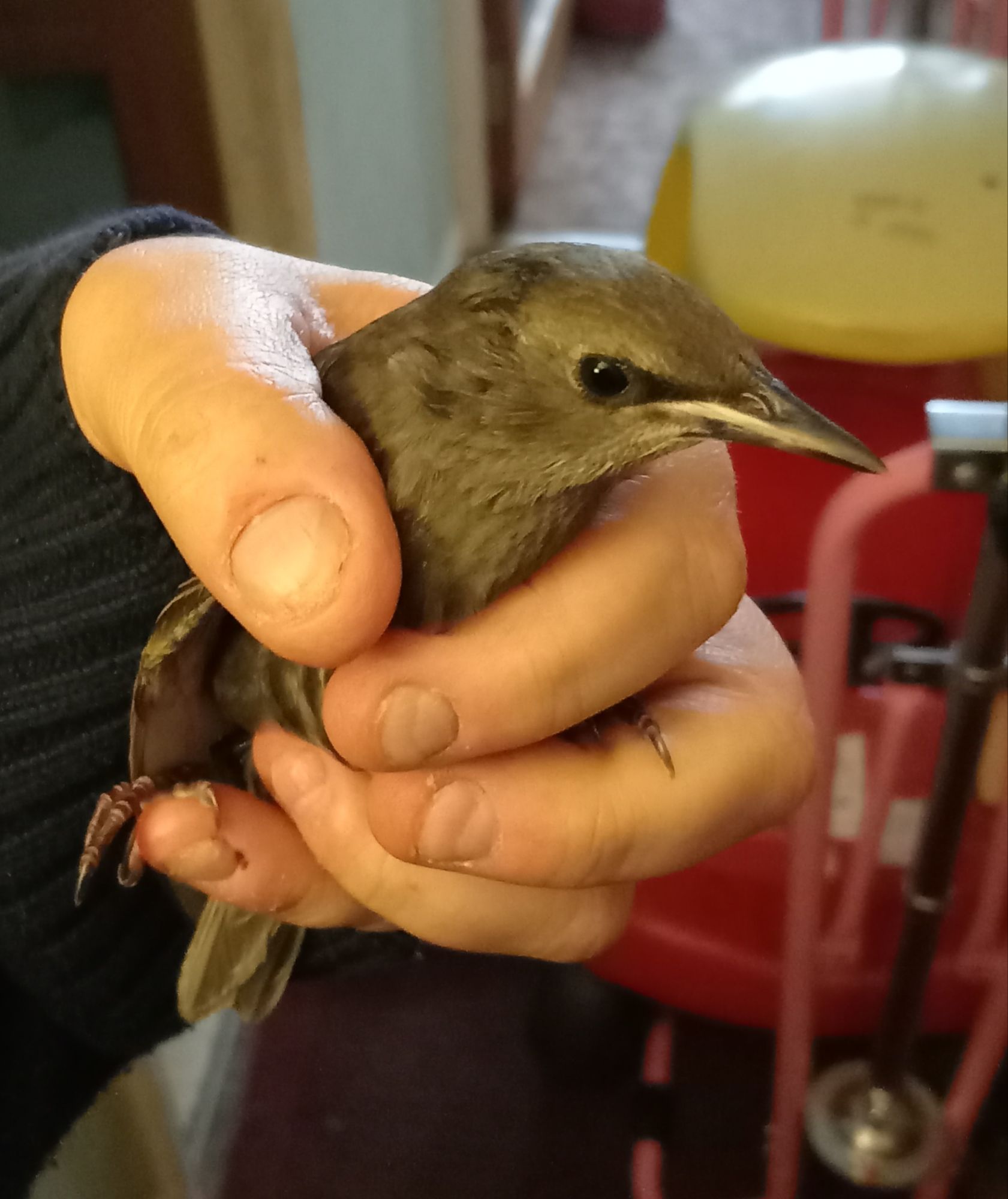 Baby Black-Bird Rescued!