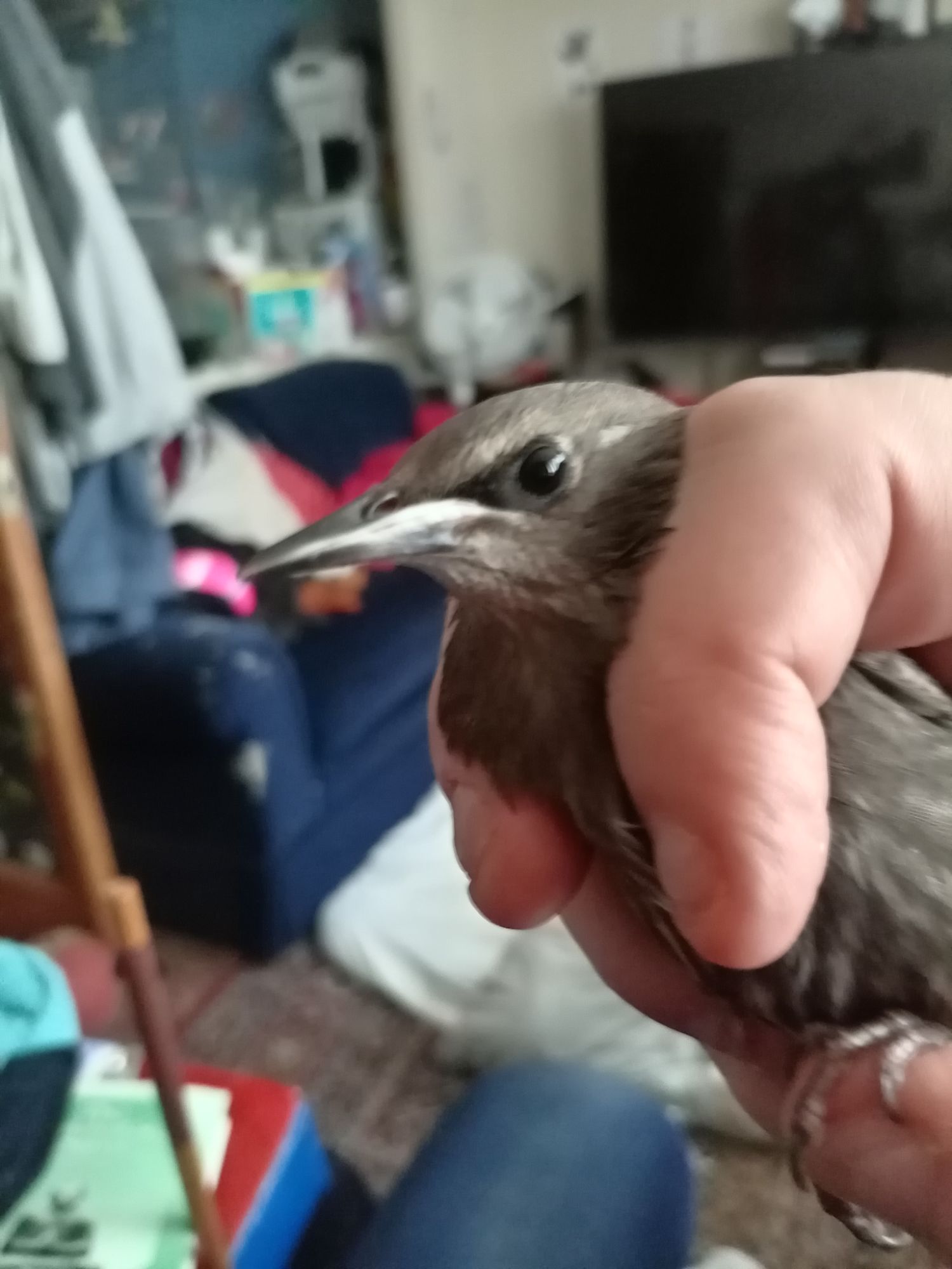 Black-Bird On My Shoulder!