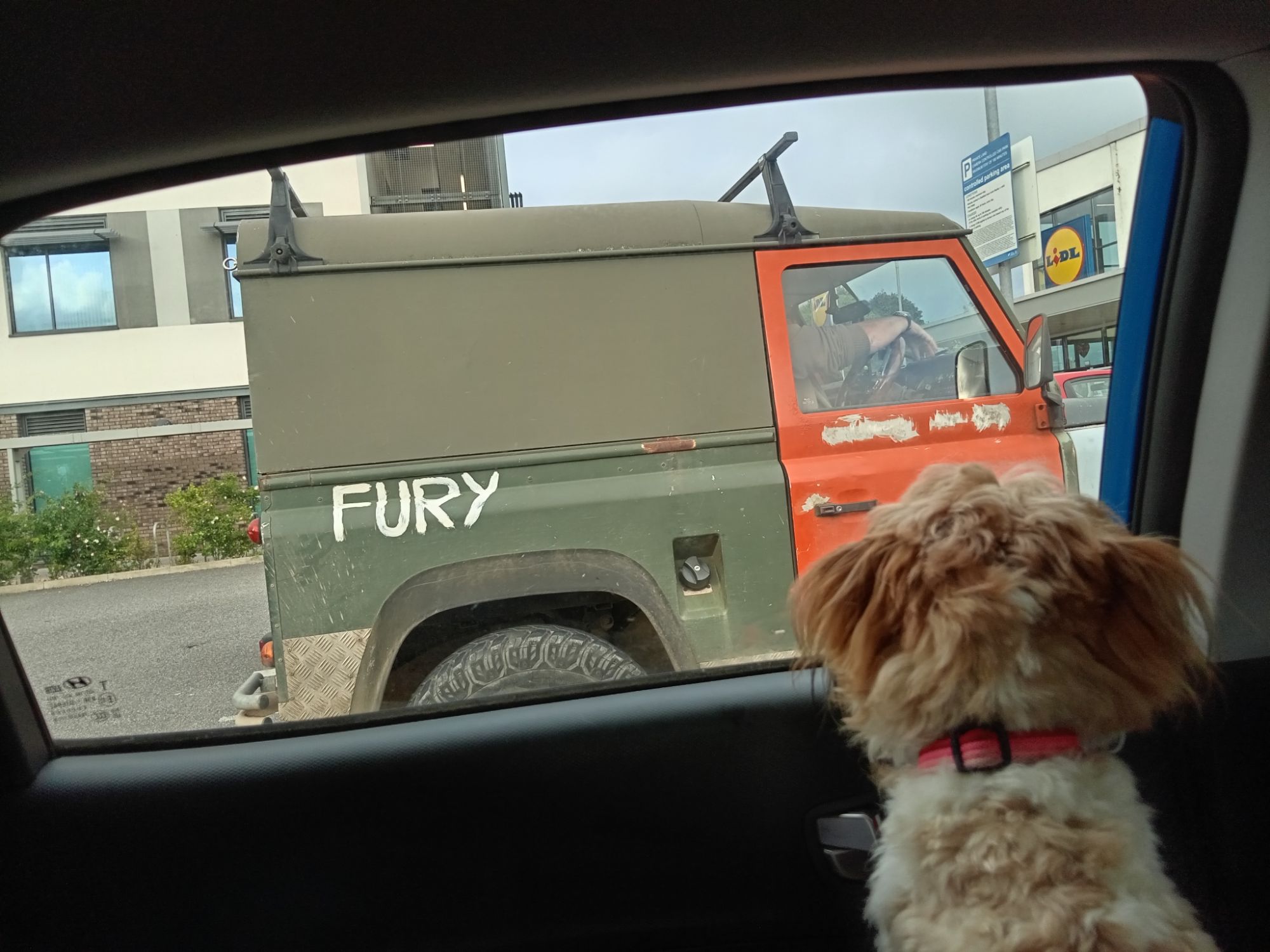 The Dog Keeps as eye on Fury!