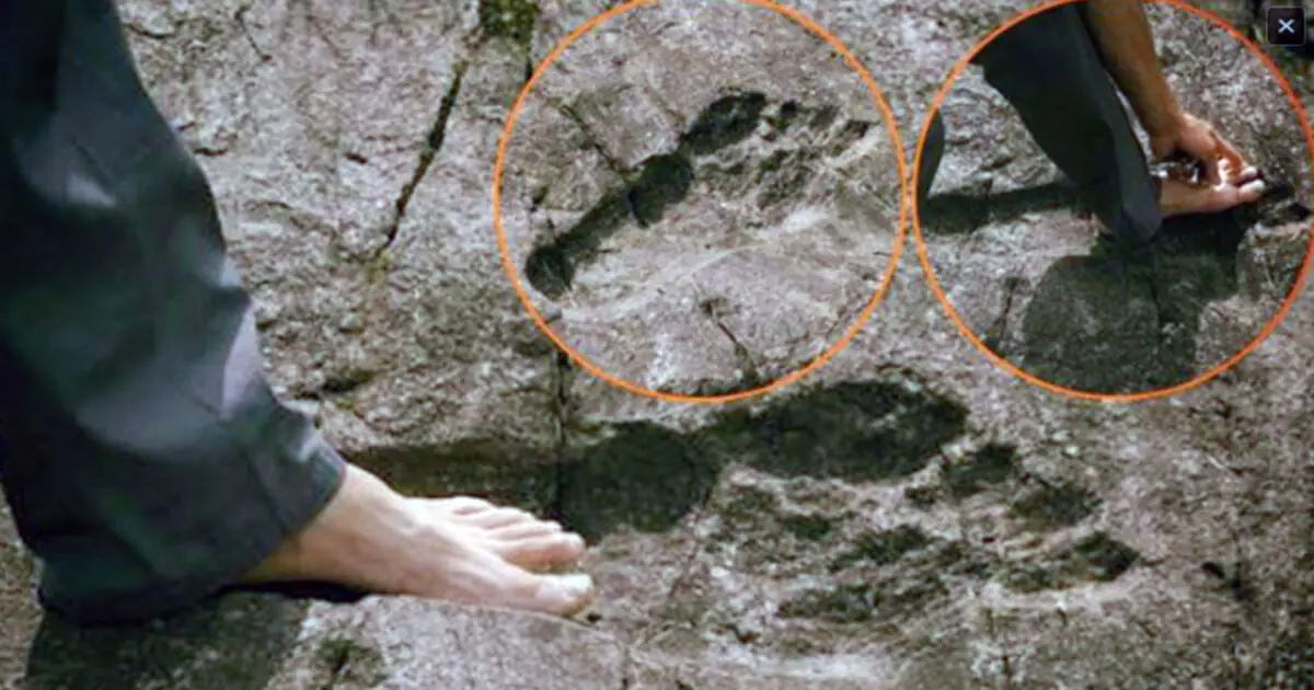 Far Larger Than the Average Human Foot!