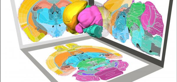 3-D Map Brain - Socialist Science Triumphs!