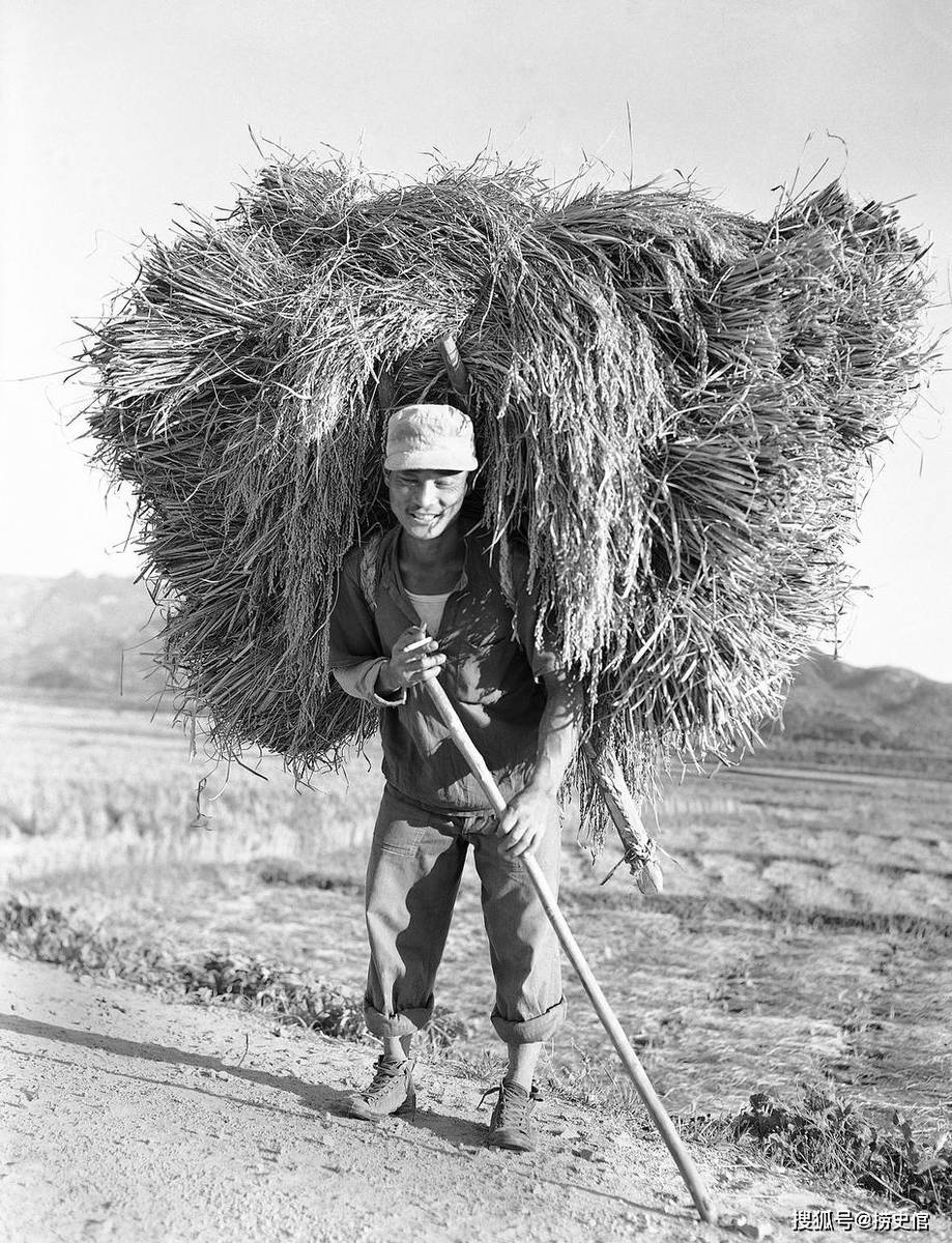 Korean farmers carry harvested rice on their backs on October 20, 1953.