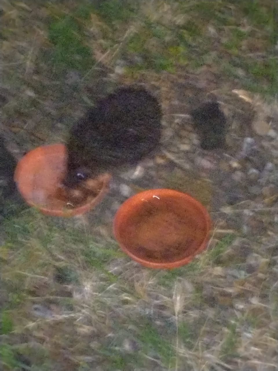 Food and Water Hedgehod!