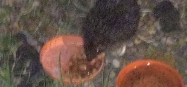 Hedgehog Eating & Drinking!