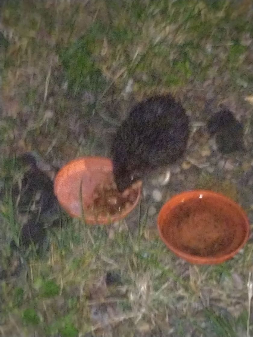 Hedgehog Eating & Drinking!