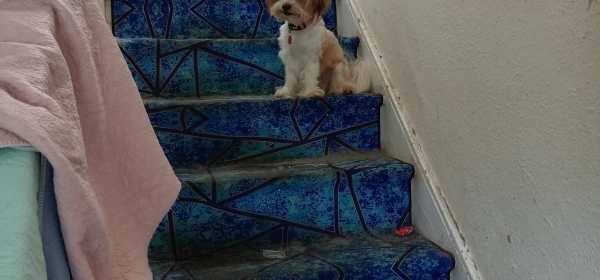A Chinese Lion Guards the Stairs!
