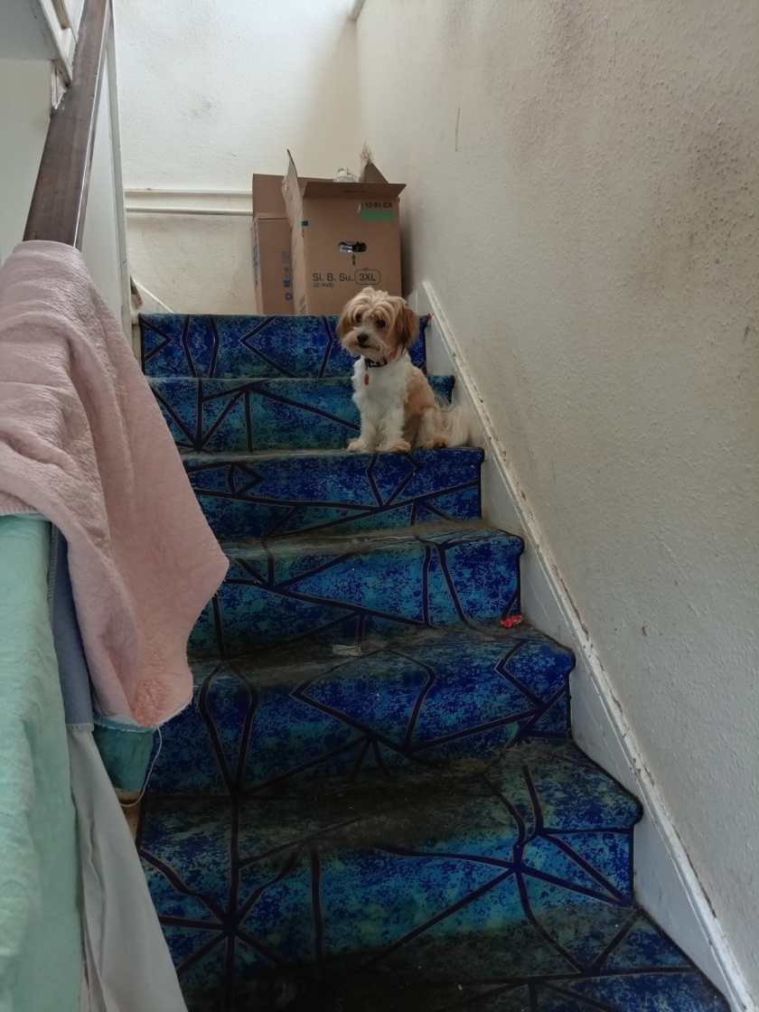 A Chinese Lion Guards the Stairs!