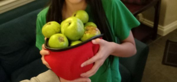 Kai-Lin Collected the Apples!