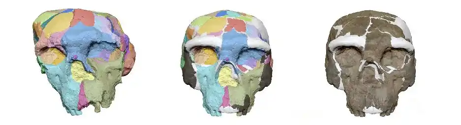 New [Evolutionary] Finding May Rewrite Human Family Tree