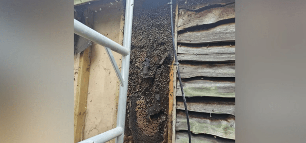 Stephen Sene from Sene Pest Control said it was the oldest hive he had come across in "over seven years"