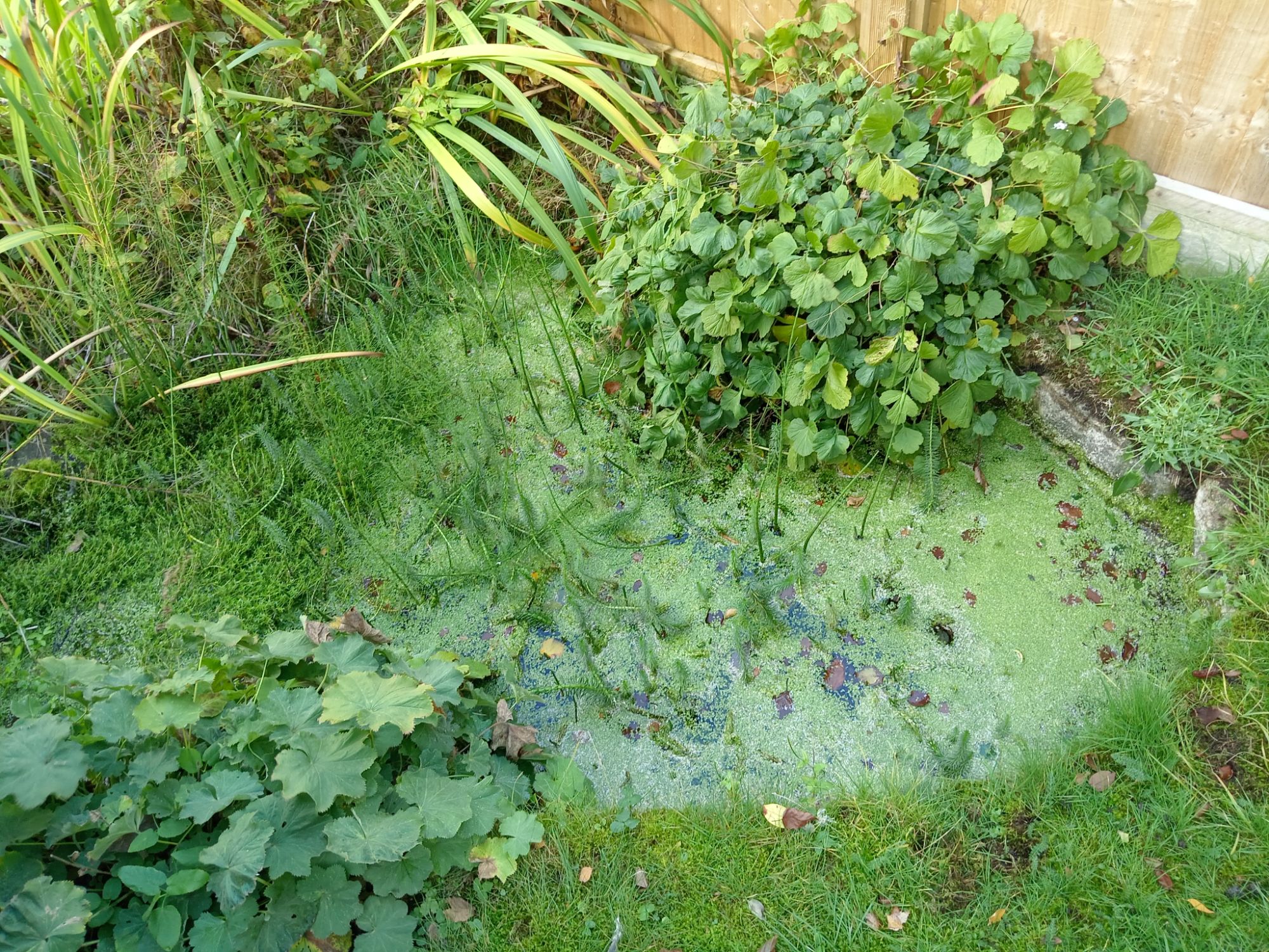 Garden - 36 Main Street - Market Overton - Rutland