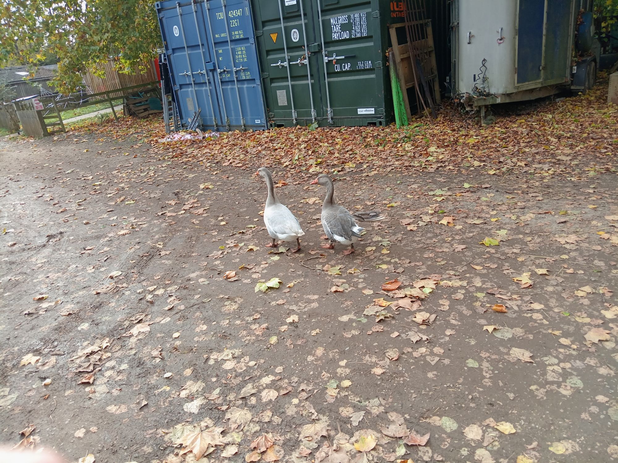 Guard Geese Patrol Up and Down!