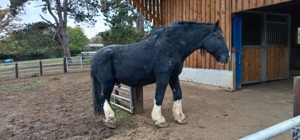 Heavy Horses Toil the Dust!