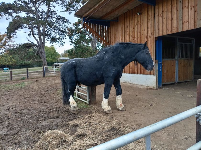 Heavy Horses Toil the Dust!