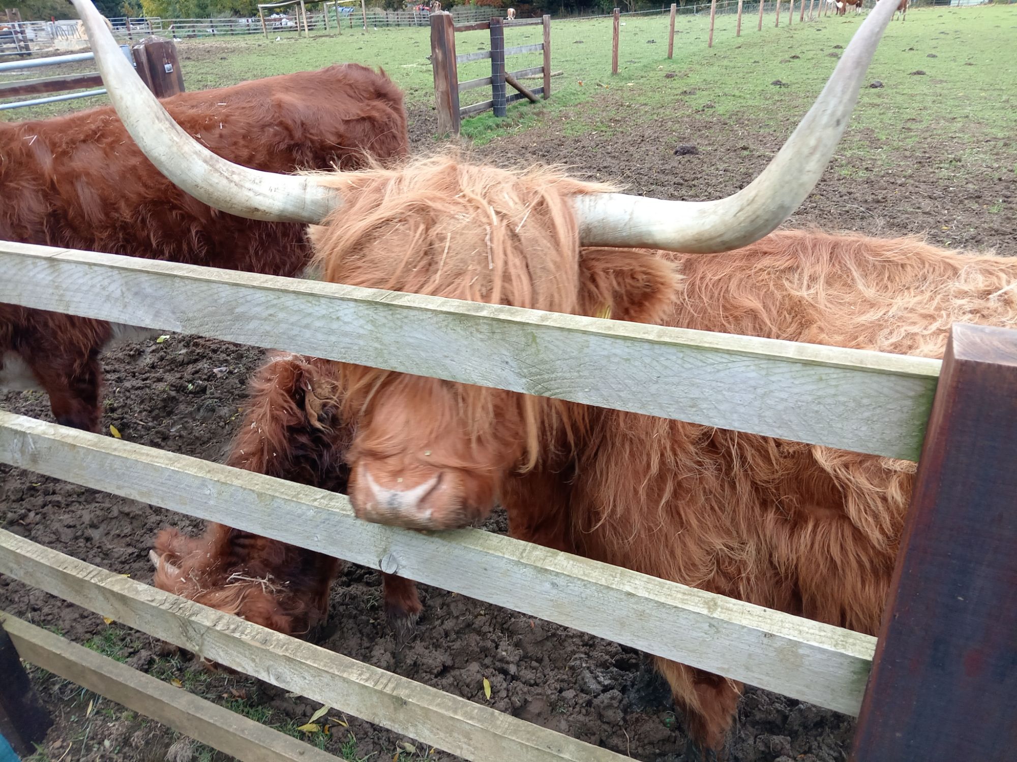 A Collection of Animals at Rutland Farm Park!