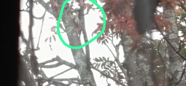 A Cuckoo Pecks the Tree Outside Our Bedroom Window!