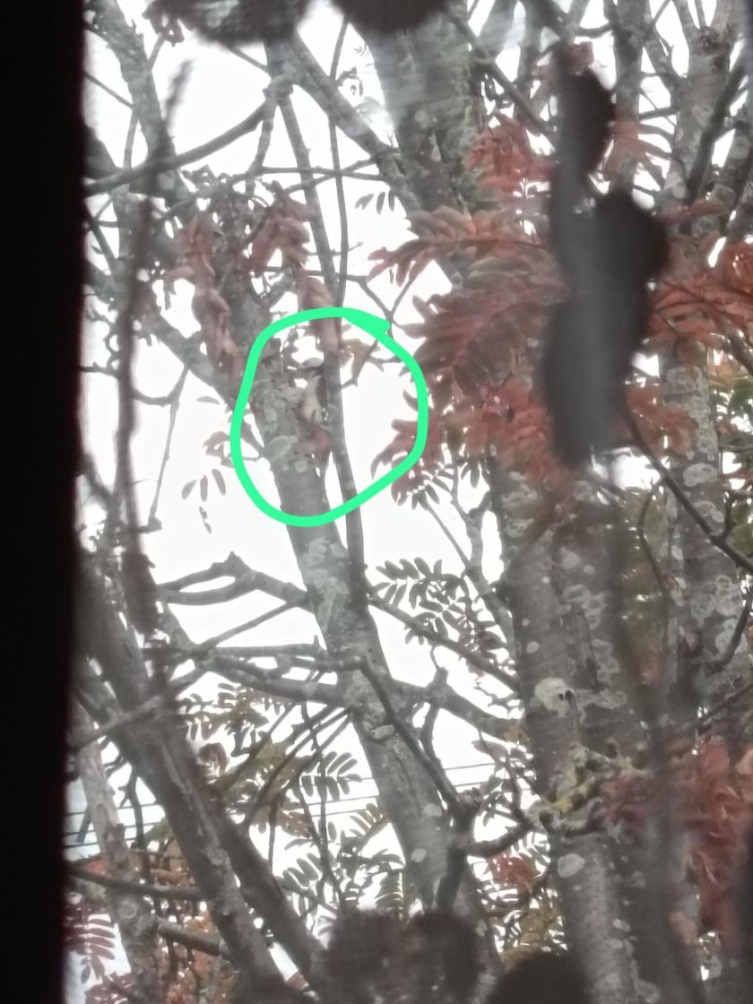A Cuckoo Pecks the Tree Outside Our Bedroom Window!