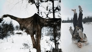 Lapland Santa Reindeer - Finns Skin Soviet POW and Sig-Up Soviet Dead Body!