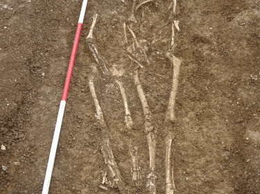 Human skeletal remains in a double burial at the Worth Matravers cemetery.