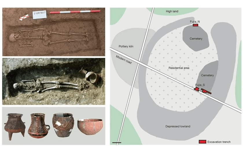 Painted pottery (bottom left) from the Fujia cemetery, as well as from the southern grave (FJ_S21; middle left) and northern grave (FJ_N07; top left). The right panel illustrates the layout and features of the Fujia archaeological site, highlighting residential areas, pottery kilns and the two cemeteries. Scale bar, 50 m. Credit: J. Wang et al., Nature (2025)