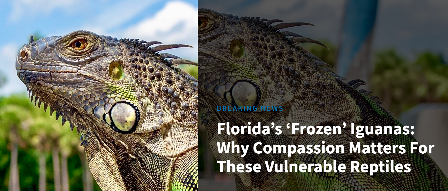 ICE Targets Foreign Iguanas!